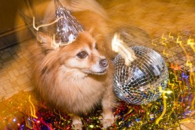 Dog wearing party hat. Dog is a Pomeranian.