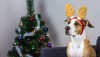 Staffordshire terrier puppy sitting on sofa with masquerade deer horns headband on its head in front of decorated christmas tree
