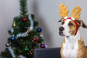 Staffordshire terrier puppy sitting on sofa with masquerade deer horns headband on its head in front of decorated christmas tree