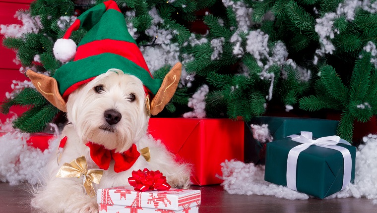Decorated west highland white terrier dog as symbol of 2018 New Year with red bow tie, decorative bows and green elf hat with big ears and christmas pine tree with gifts on background