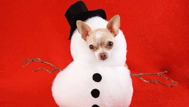 snow man Chihuahua