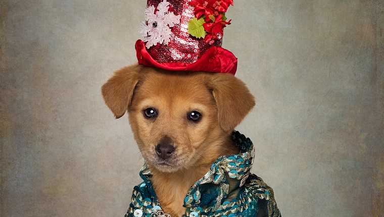 EL DORADO, AR - DECEMBER 2016: A puppy in a red hat and blue shirt, taken in El Dorado, Arkansas, December 2016. The dapper dogs in clothes are back with a second series, and theyre feeling festive. Earlier this year we were introduced to UCAPS' well dressed canines available for adoption. Photographer Tammy Swarek came up with the idea of dressing up rescue dogs to draw attention to their stories and help potential owners personally connect with them. Tammy, from Arkansas, drew her inspiration from Facebook after spotting another portrait project for sheltered animals. So she contacted her local dog shelter, the Union County Animal Protection Society (UCAPS) and has worked closely with shelter manager Tanja Jackson ever since. PHOTOGRAPH BY Tammy Swarek / Barcroft Images London-T:+44 207 033 1031 E:hello@barcroftmedia.com - New York-T:+1 212 796 2458 E:hello@barcroftusa.com - New Delhi-T:+91 11 4053 2429 E:hello@barcroftindia.com www.barcroftimages.com (Photo credit should read Tammy Swarek / Barcroft Images / Barcroft Media via Getty Images)