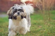 Shih tzu puppy in nature