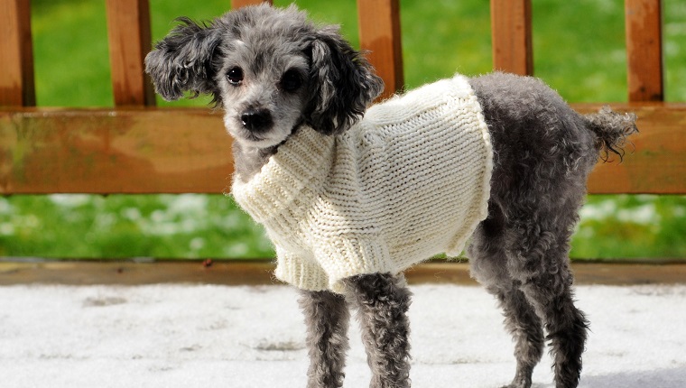 Older toy poodle with a sweater outside in the snow.