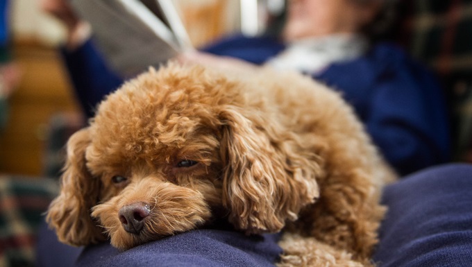 A sleepy toy poodle lays on the lap of a senior woman while she reads a newspaper.