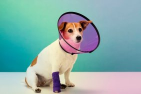 Jack Russell Terrier wearing plastic protective cone collar, bandage on paw, portrait