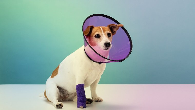 Jack Russell Terrier wearing plastic protective cone collar, bandage on paw, portrait
