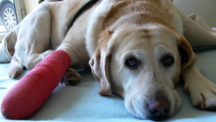 Injured leg of dog.