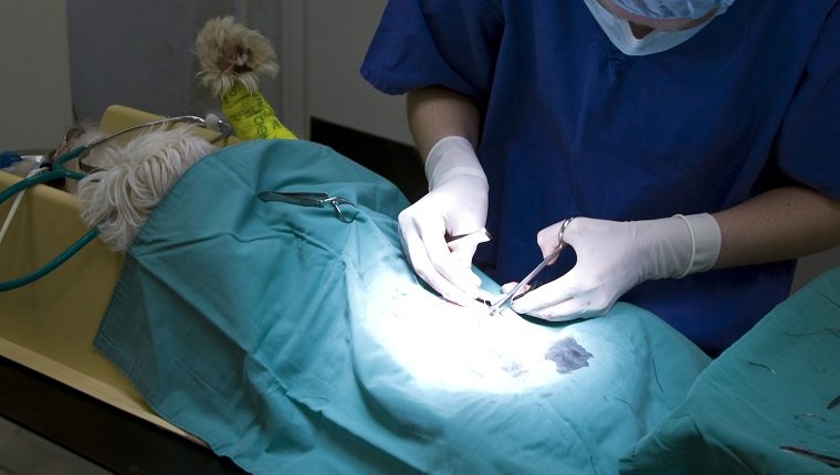 Surgeon Operating on Dog