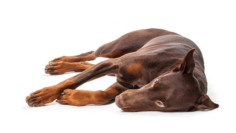 Doberman isolated on a white background