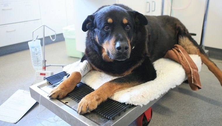 (AUSTRALIA & NEW ZEALAND OUT) Zap the rottweiler who gave blood to Rocky the German Shepherd who had two bullets removed in an operation after saving its owner from three burglars in Kingsford, 11 October 2006. SMH Picture by JON REID (Photo by Fairfax Media/Fairfax Media via Getty Images)