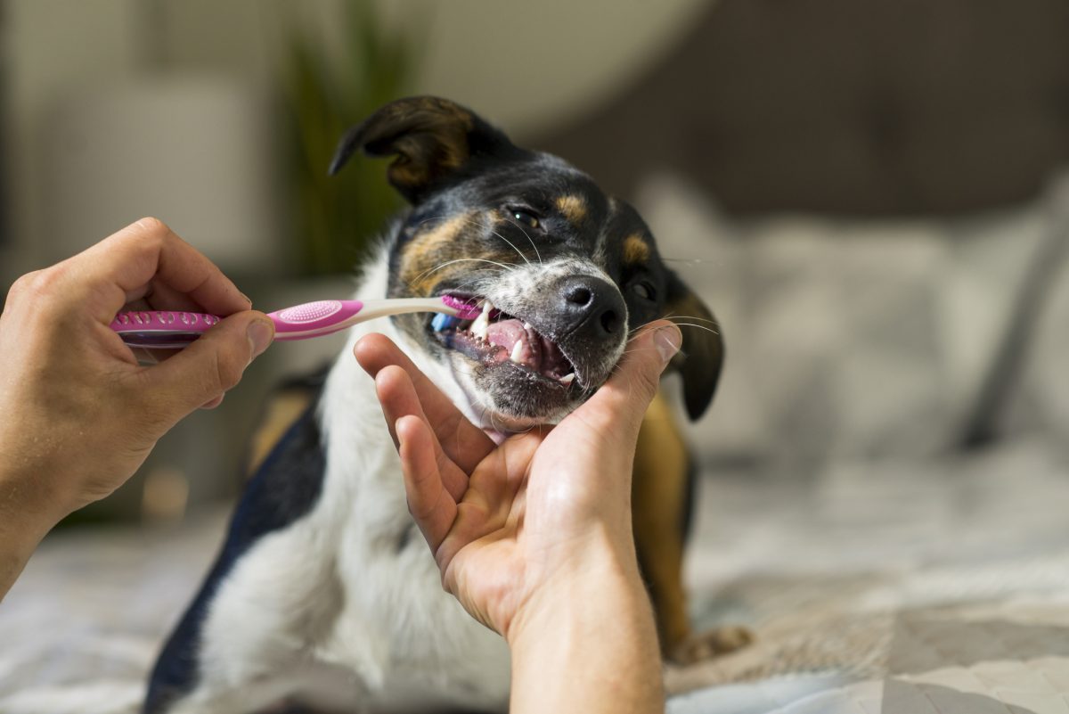 Best dog best sale toothbrush 2018