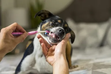 dog getting teeth brushed how to brush your dog's teeth