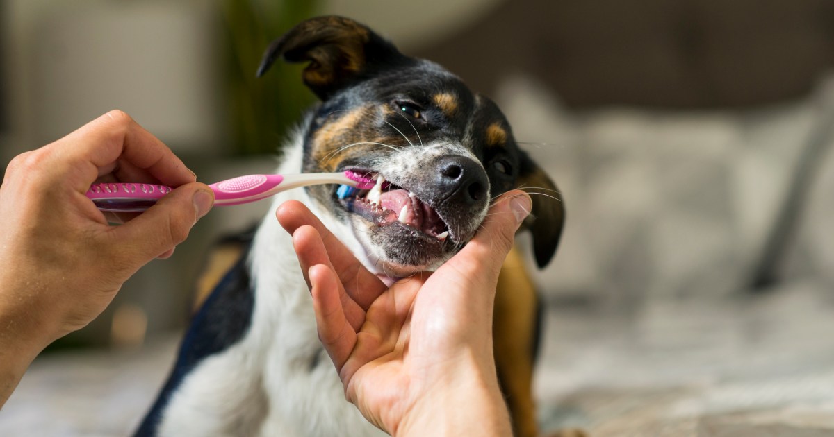 How to Brush a Dog's Teeth DogTime