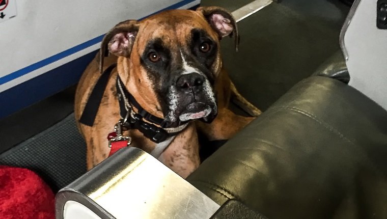 Gold Souls, Gray Faces: 7 Tips For Flying With A Senior Dog  
