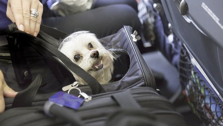 Small dog is sticking his head out of a pet carrier on an airplane. rm