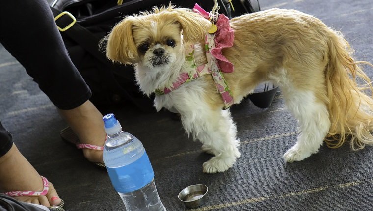 An unidentifiable woman is in an airport with her small dog. The dog is a Shih tzu. The dog is on a leash and his carrier is behind him. The cute dog is looking at the camera. The owner has provided water for the dog. Shot taken with a Canon 5D Mark IV camera.