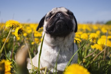 Pug in dandelion meadow, closeup