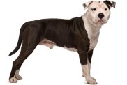 Profile of American Staffordshire Terrier, standing and looking at camera
