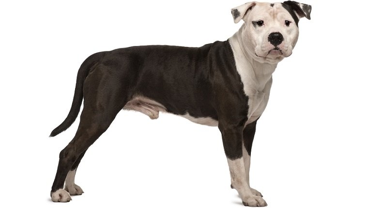 Profile of American Staffordshire Terrier, standing and looking at camera