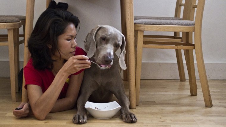 Best Dog Food For Your Dog: What Pet Parents Need To Consider - DogTime