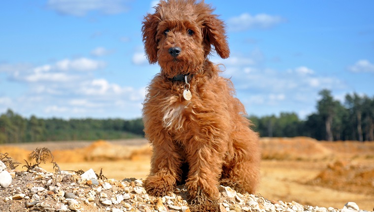 Labradoodle Sitting On Field Against Sky