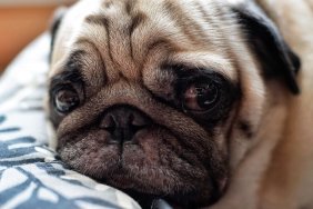 Close-Up Portrait Of Pug Puppy Resting On Bed