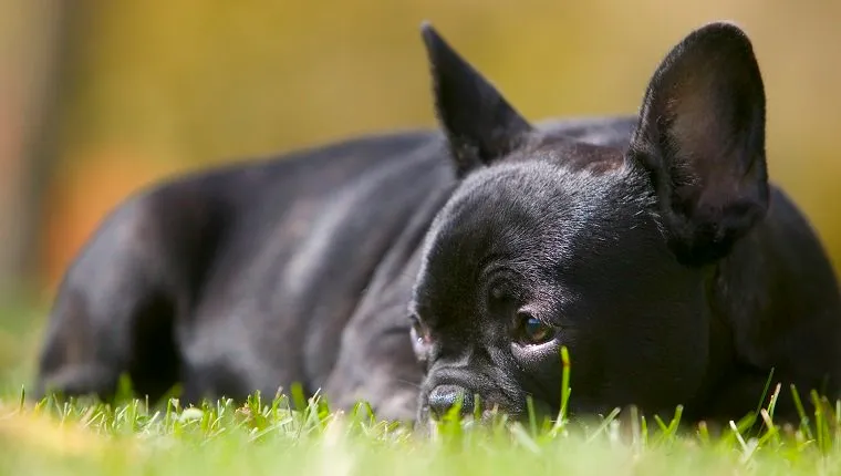 Model and property released. French bulldog puppy lying in the grass.