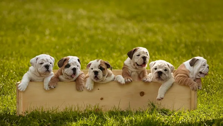 Bulldog Puppies In Box On Grass