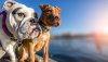 Two dogs standing on wooden dock on lake