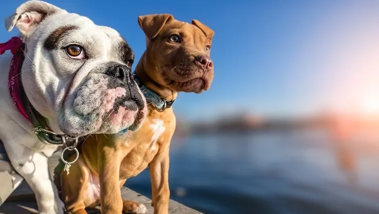 absoluteDOGS - 💡🐾🐶 SPOTLIGHT ON: Pit Bulls and Bully breeds 🐶🐾💡 Pit  Bulls and Bully breeds are the descendants of the English Bulldog and were  known for their exceptional work ethic and