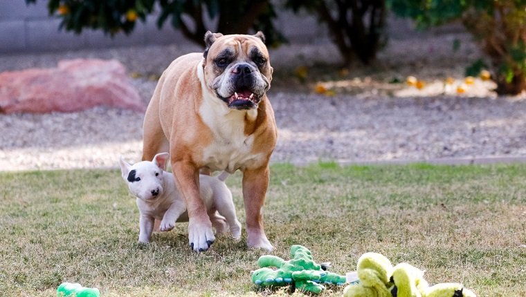 Bull terrier puppy playing and going underneath a bulldog