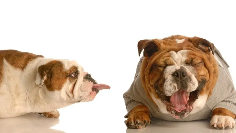 english bulldog sticking tongue at another dog laughing - concept of bullying