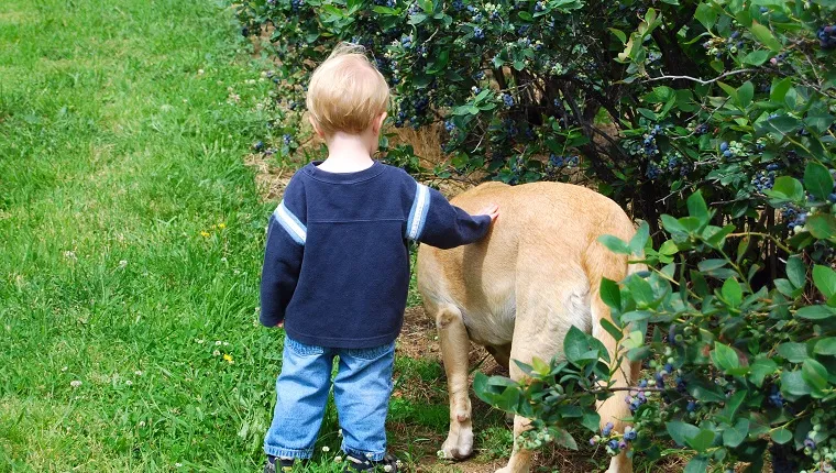 A young boy and his yellow labrador dog at a blueberry farm in Hood River, Oregon.