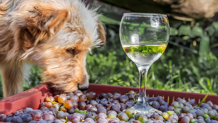 Dog and a half-finished glass of wine with grapes on a box, summer day