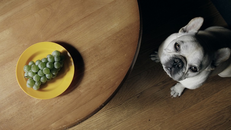 Sour grapes in yellow plate on table and dog look up camera wistfully.