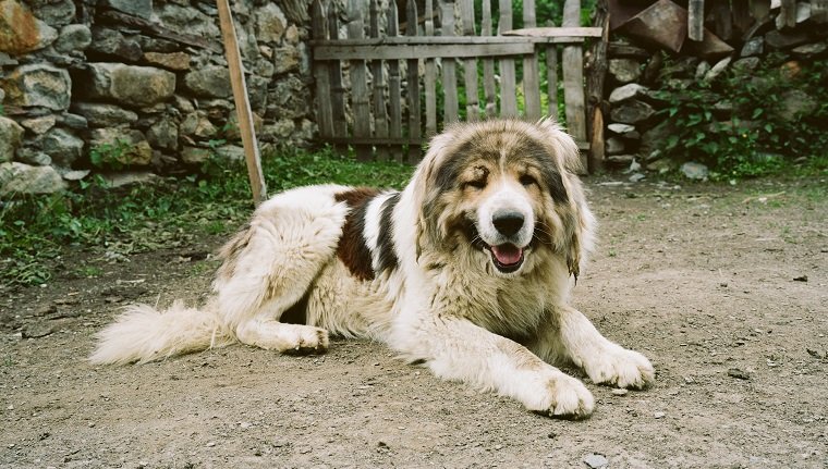 Caucasian Shepherd Dog Breed Information & Pictures – Dogtime