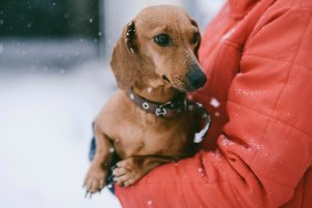Midsection of woman with puppy standing outdoors during winter