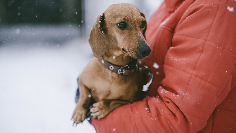 Midsection of woman with puppy standing outdoors during winter