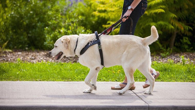 Model released, property release for guide dog. Guide dog leading young woman on city sidewalk.