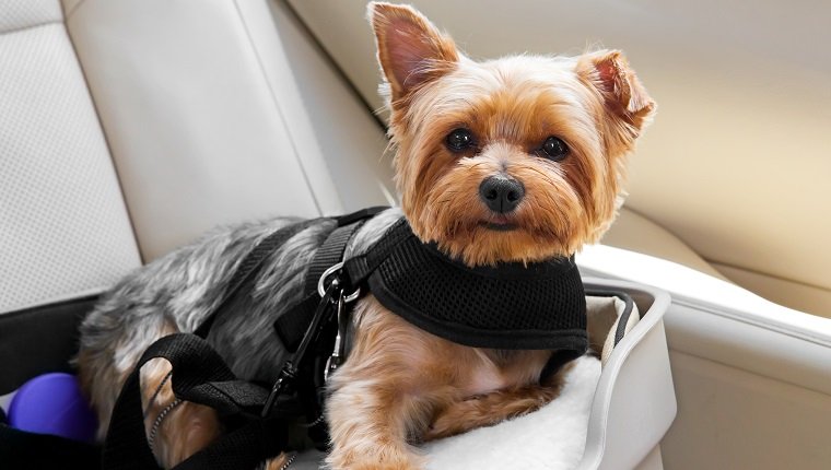 Cute little dog is secured in car seat. rr