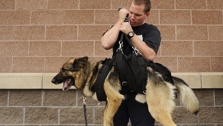 K9TRAINING28-- Todd Moody, of Boulder County, with his dog Rocky test out his dog's harness outside West Metro Fire Station #7 in Lakewood. Members of the Colorado Police Canine Association will host a training seminar in Lakewood, where dozens of specially trained dogs will perform rappelling exercises and work through being exposed to adverse conditions during field work. RJ Sangosti/ The Denver Post (Photo By RJ Sangosti/The Denver Post via Getty Images)