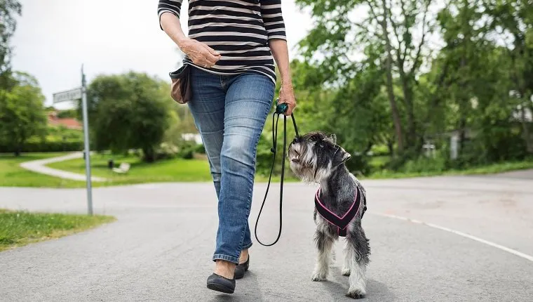 Low section of senior woman walking with dog on street