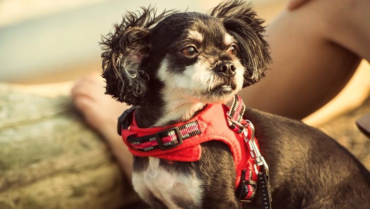 How to Fit the 5 Main Types of Dog Harnesses 