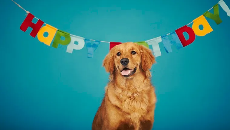 Golden retriever sitting in front of 'Happy Birthday' sign
