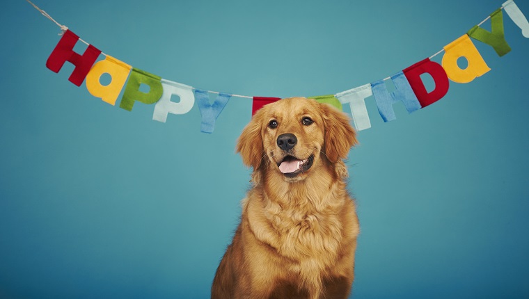 Golden retriever sitting in front of 'Happy Birthday' sign