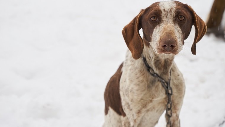 Dogs Still Freezing To Death Despite Strict New Laws In 2018-What Can ...