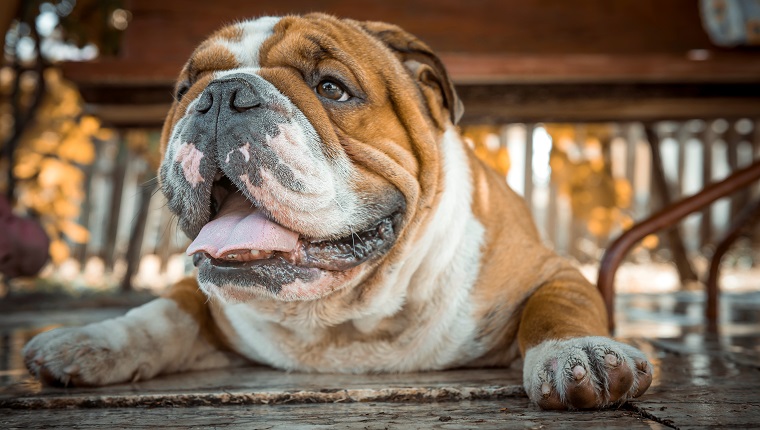 dog names for english bulldogs