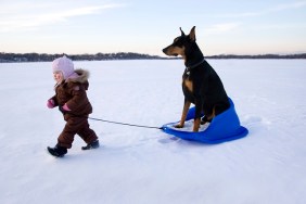 Girl (15-18 months) pulling Doberman on sledge in winter landscape