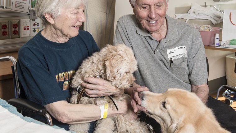 Caucasian couple enjoying therapy dogs